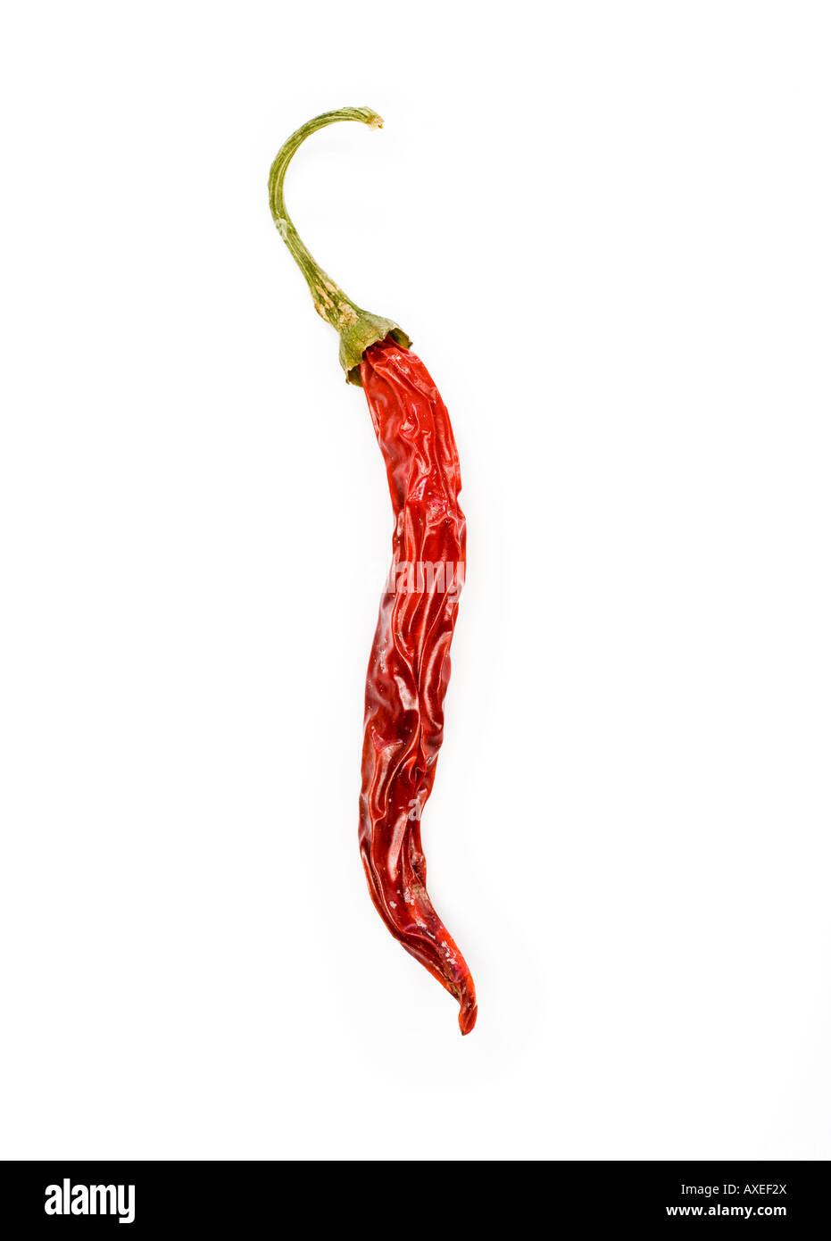 Single red sun dried chilli pepper Stock Photo