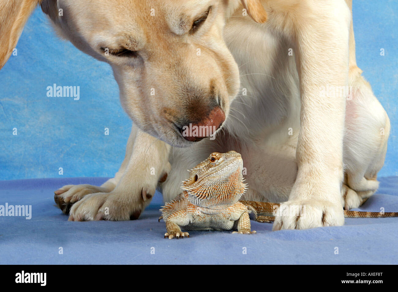 animal friendship : Labrador Retriever and Central Bearded Dragon Stock Photo