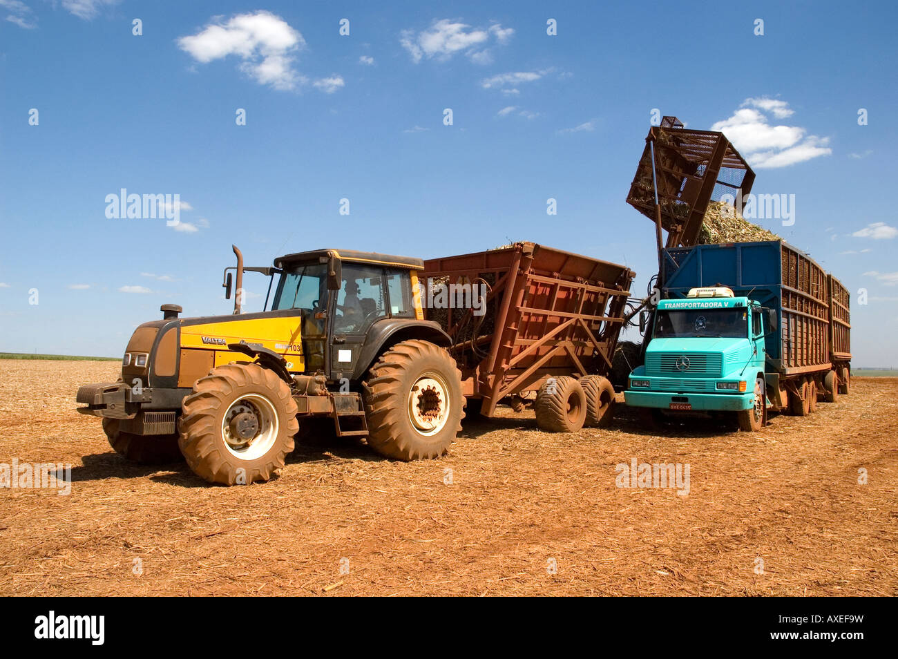 Truck and tractor harvesting cane Stock Photo