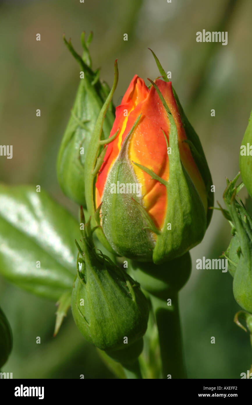 English Country Roses Image English country garden rose hi-res stock photography and images - Alamy
