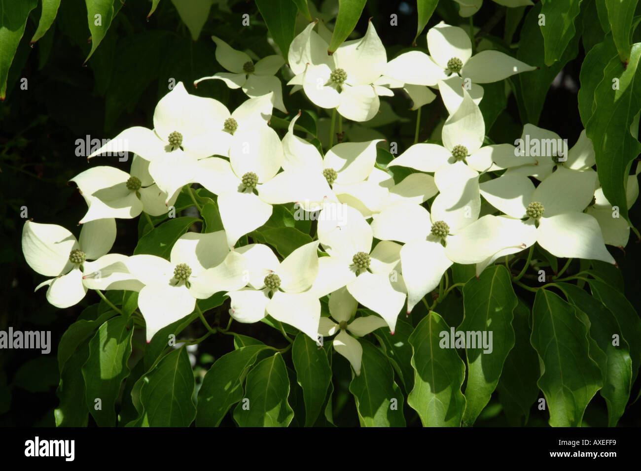 Flower Cluster of the Cornus Nuttallii Dogwood tree Stock Photo