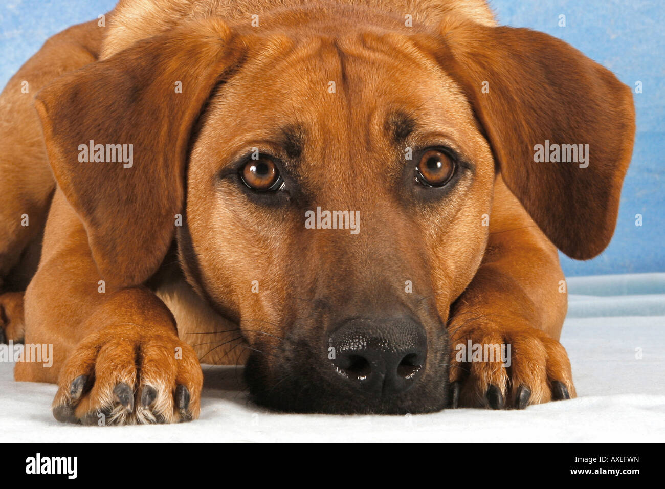 half breed dog - lying Stock Photo