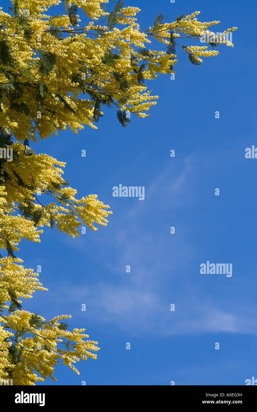 bright yellow foliage against a clear blue sky Stock Photo - Alamy