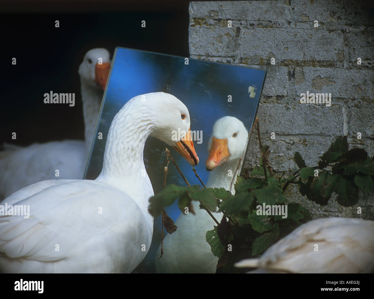domestic-goose-looking-into-a-mirror-AXEG3J.jpg