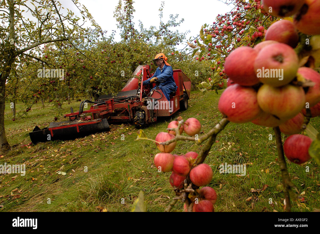 Collecting fallen cider apples Stewley Orchard near Taunton Somerset