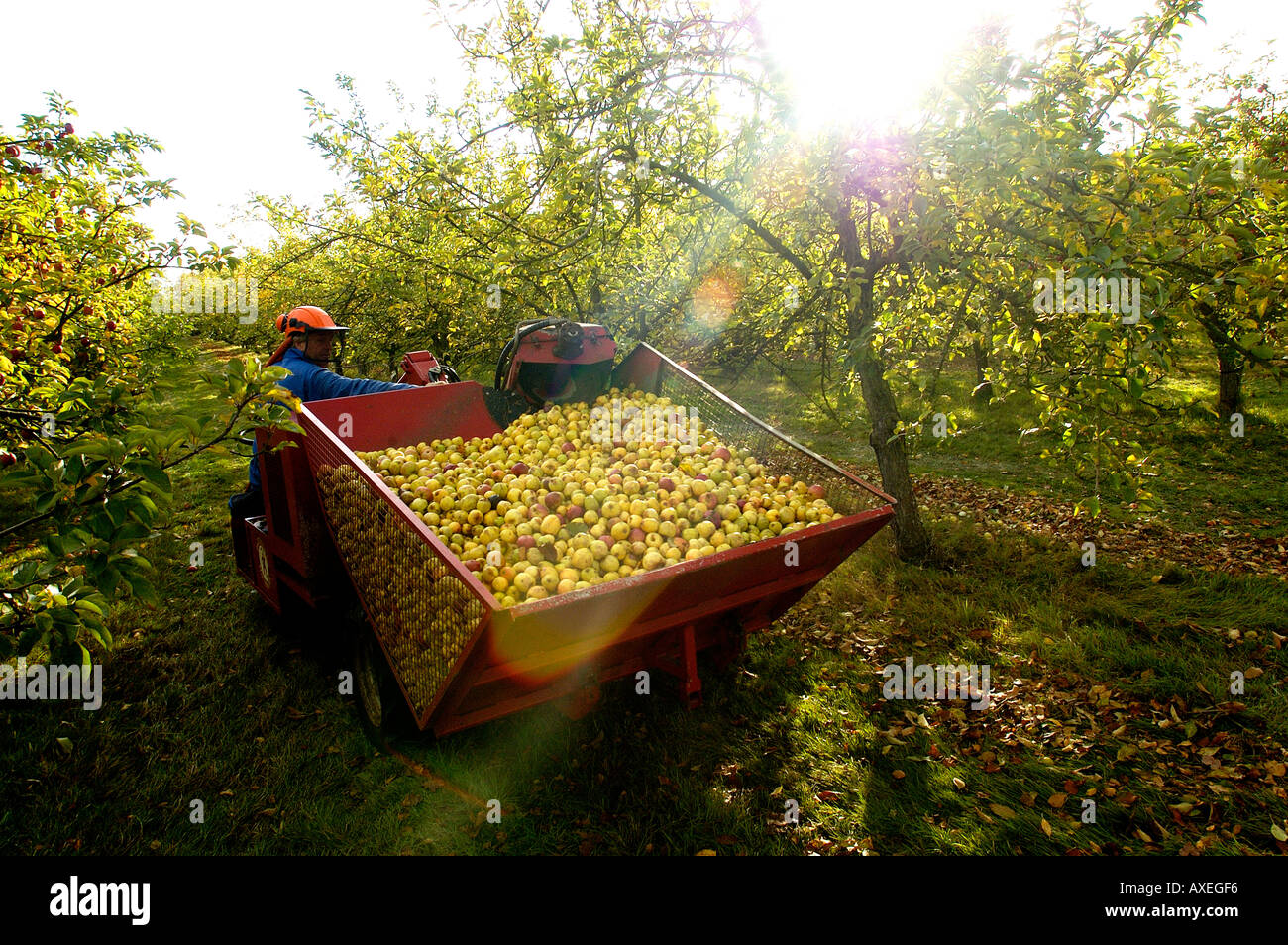 Collecting fallen cider apples Stewley Orchard near Taunton Somerset England Stock Photo