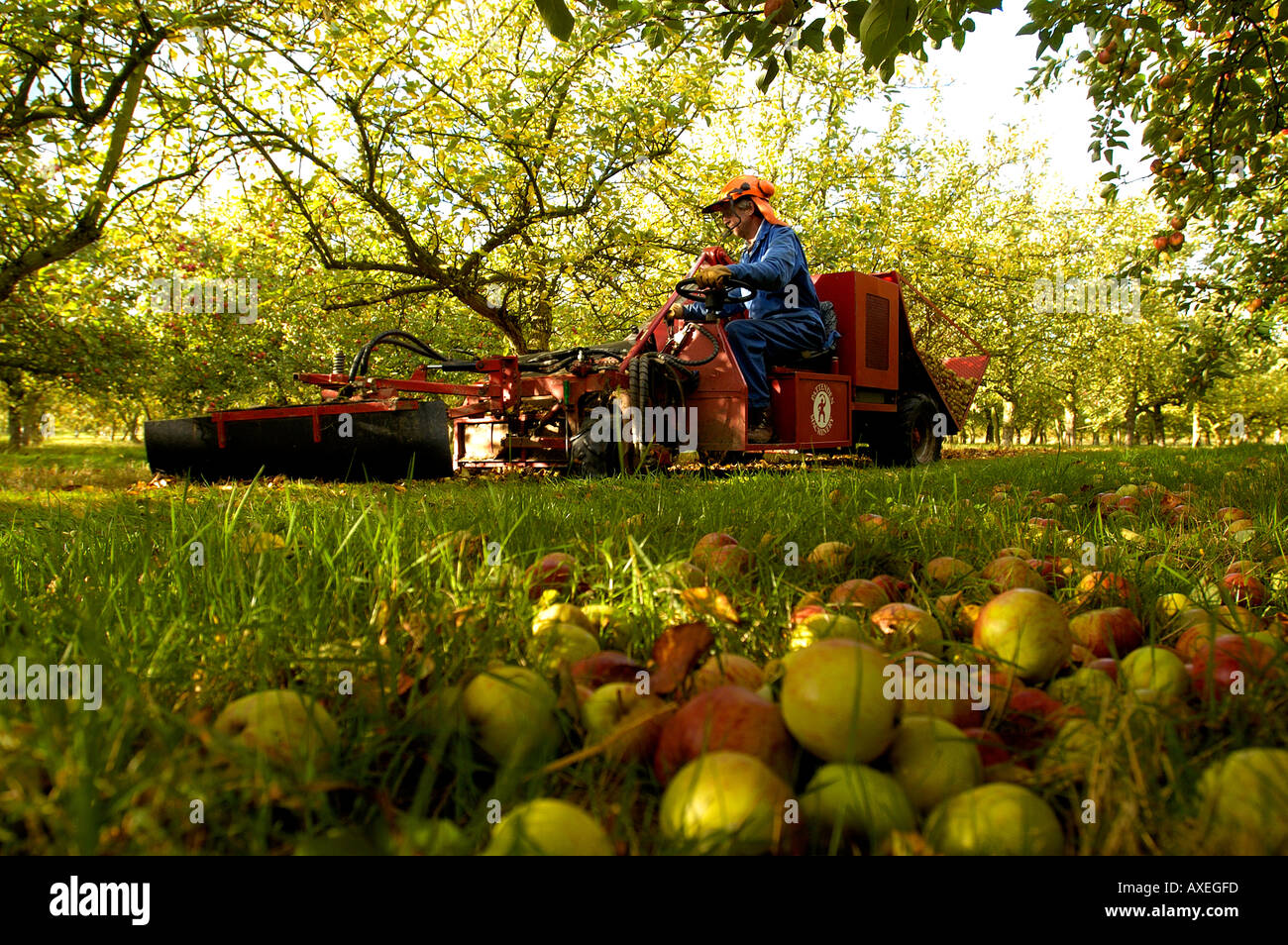 Collecting fallen cider apples Stewley Orchard near Taunton Somerset