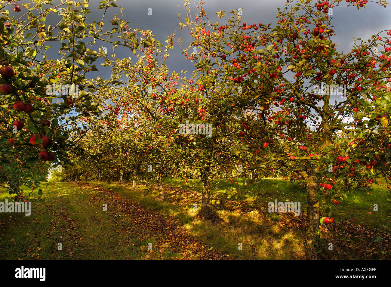Ripe cider apples on trees in Stewley Orchard near Taunton Somerset England Stock Photo