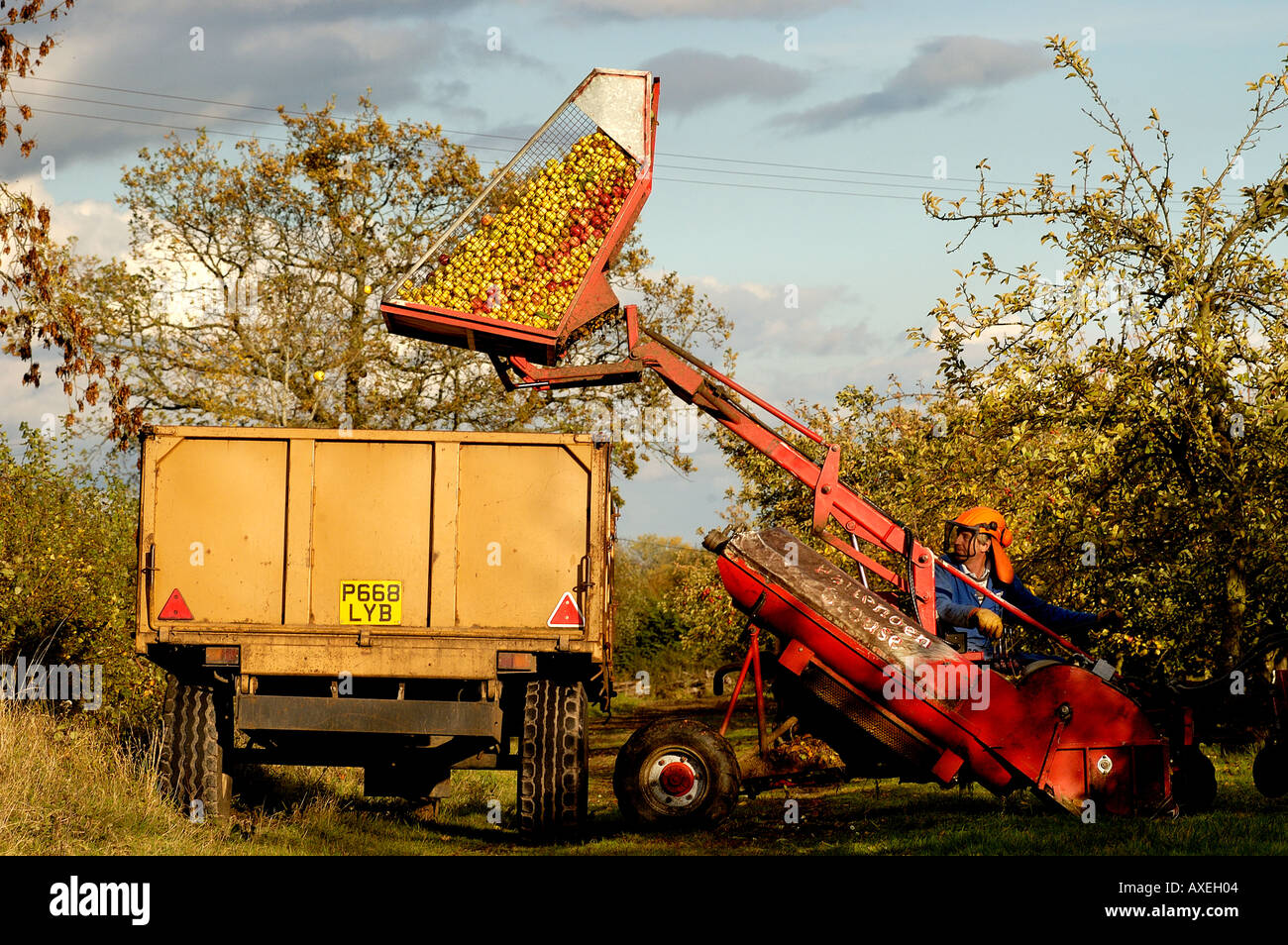Collecting fallen cider apples Stewley Orchard near Taunton Somerset England Stock Photo