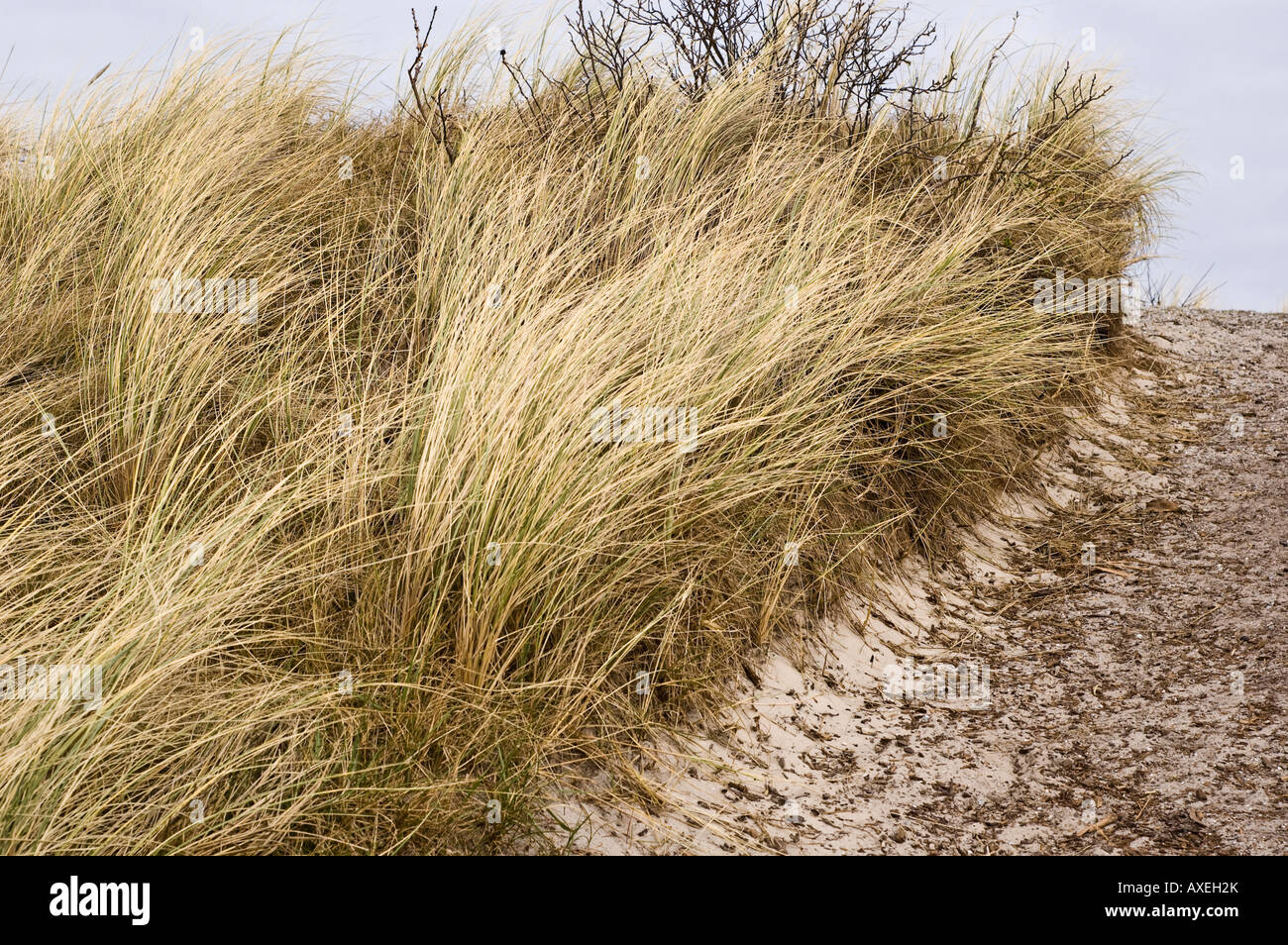 close-up of dune grass Stock Photo