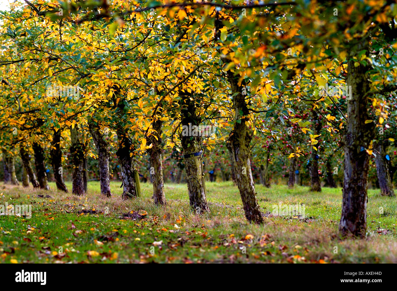 Cider apple trees in Stewley Orchard near Taunton Somerset England
