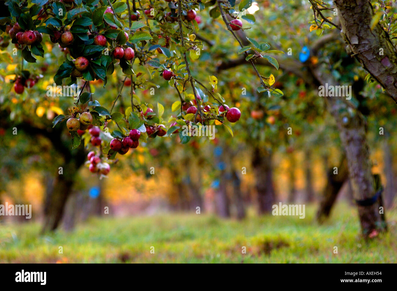 Ripe cider apples on tree in Stewley Orchard near Taunton Somerset England Stock Photo