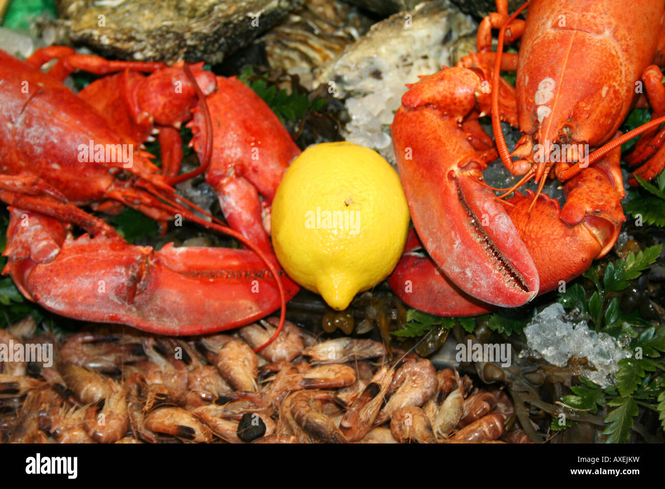 Lobsters Delicious seafood Stock Photo Alamy