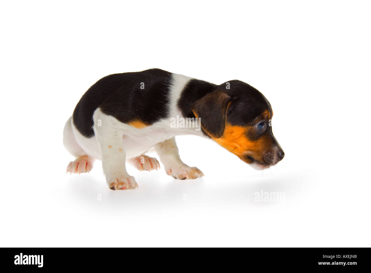 Puppies