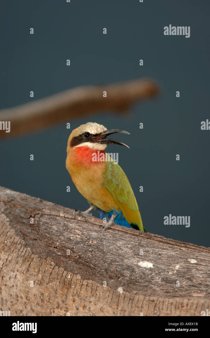 White fronted Bee eater Merops bullockoides Okavango River Botswana ...