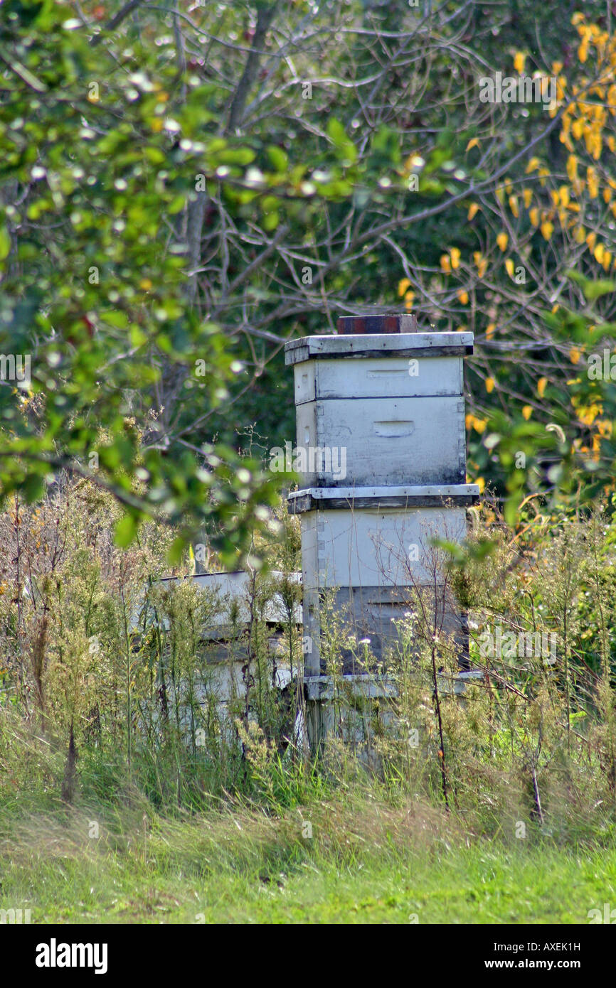 Bee hives in an apple orchard on a fall day Stock Photo Alamy