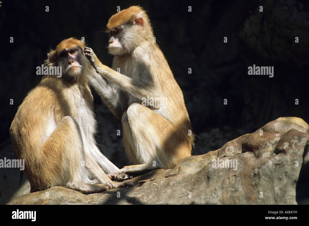 apes body care concept Stock Photo