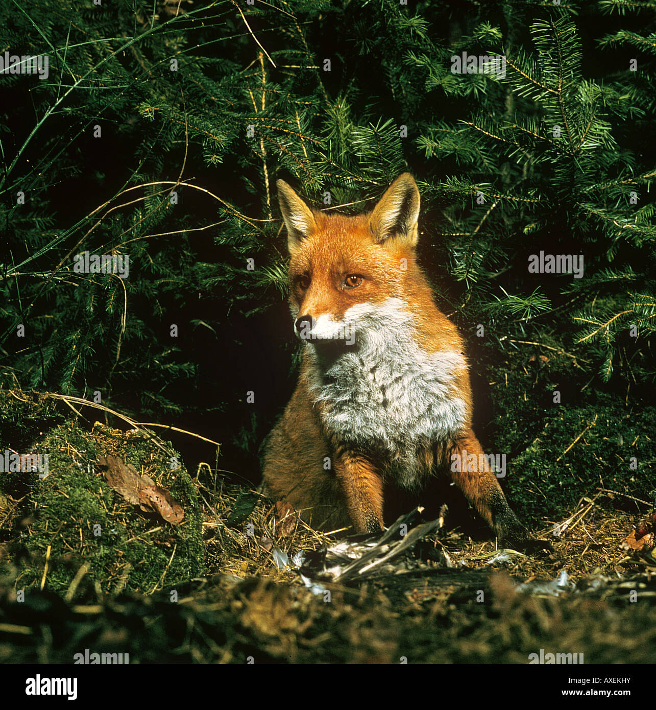 Red Fox Sitting Vulpes Vulpes Stock Photo Alamy