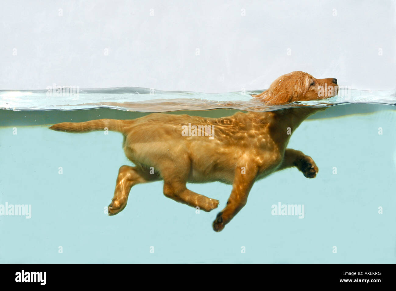 Labrador Retriever puppy - swimming Stock Photo