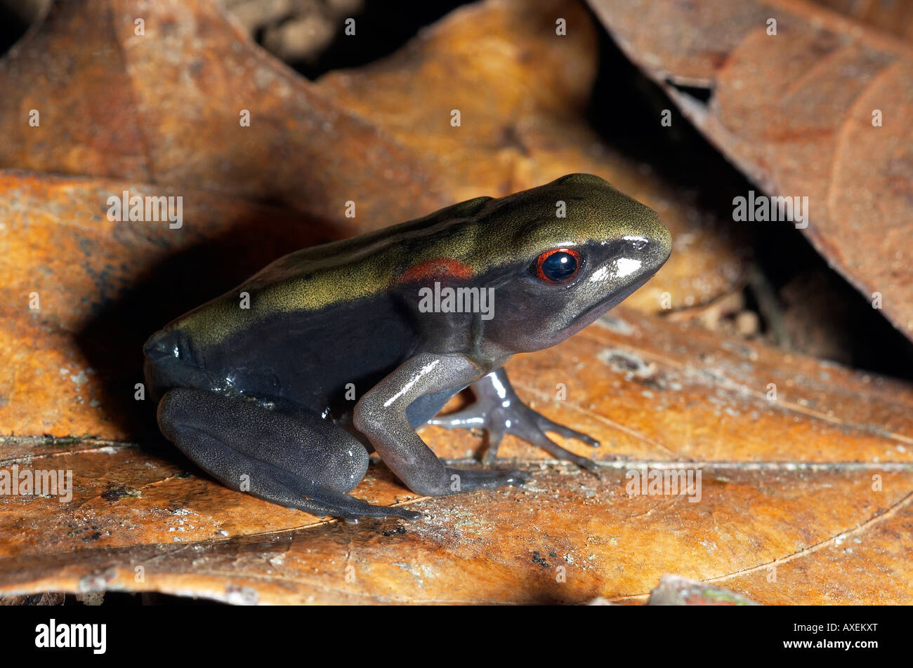 AMPHIBIAN, FROG. Unidentified frog with red eye. Photographed in Agumbe, Karnataka, INDIA. Stock Photo
