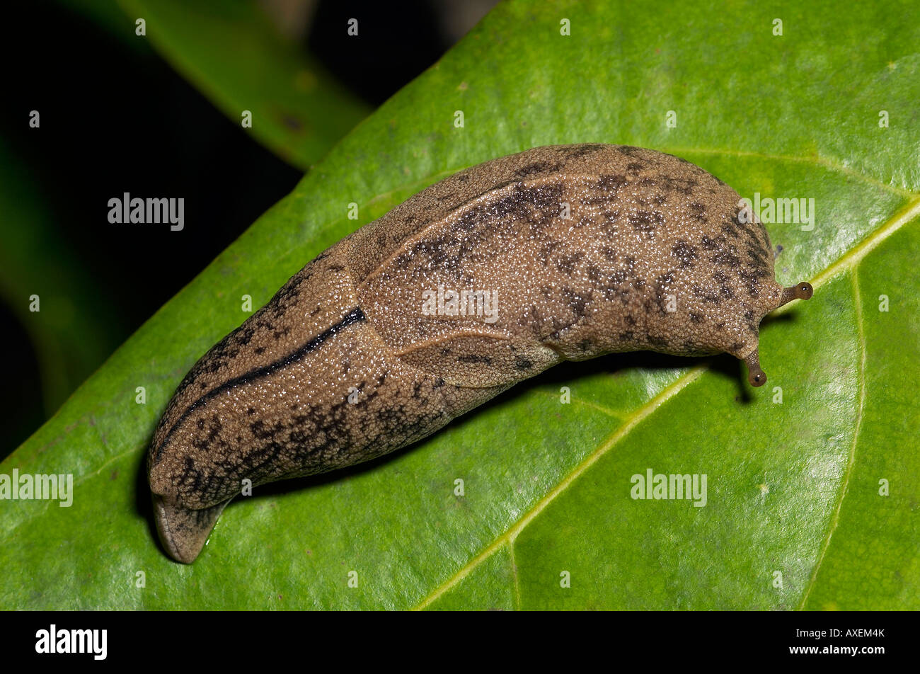 MOLLUSC, SLUG. Slug on leaf. Note stalked eyes. Photographed at night in Agumbe, Karnataka, INDIA. Stock Photo