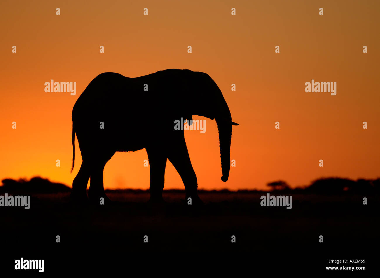Silhouette of African Elephant Loxodonta africana at sunset Botswana ...
