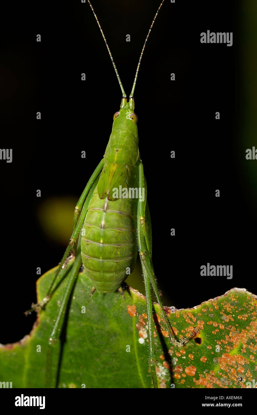 INSECT, ORTHOPTERA. Long-horned grasshopper with wing buds. Probably an adult. Photographed at night in Agumbe, Karnataka, INDIA Stock Photo