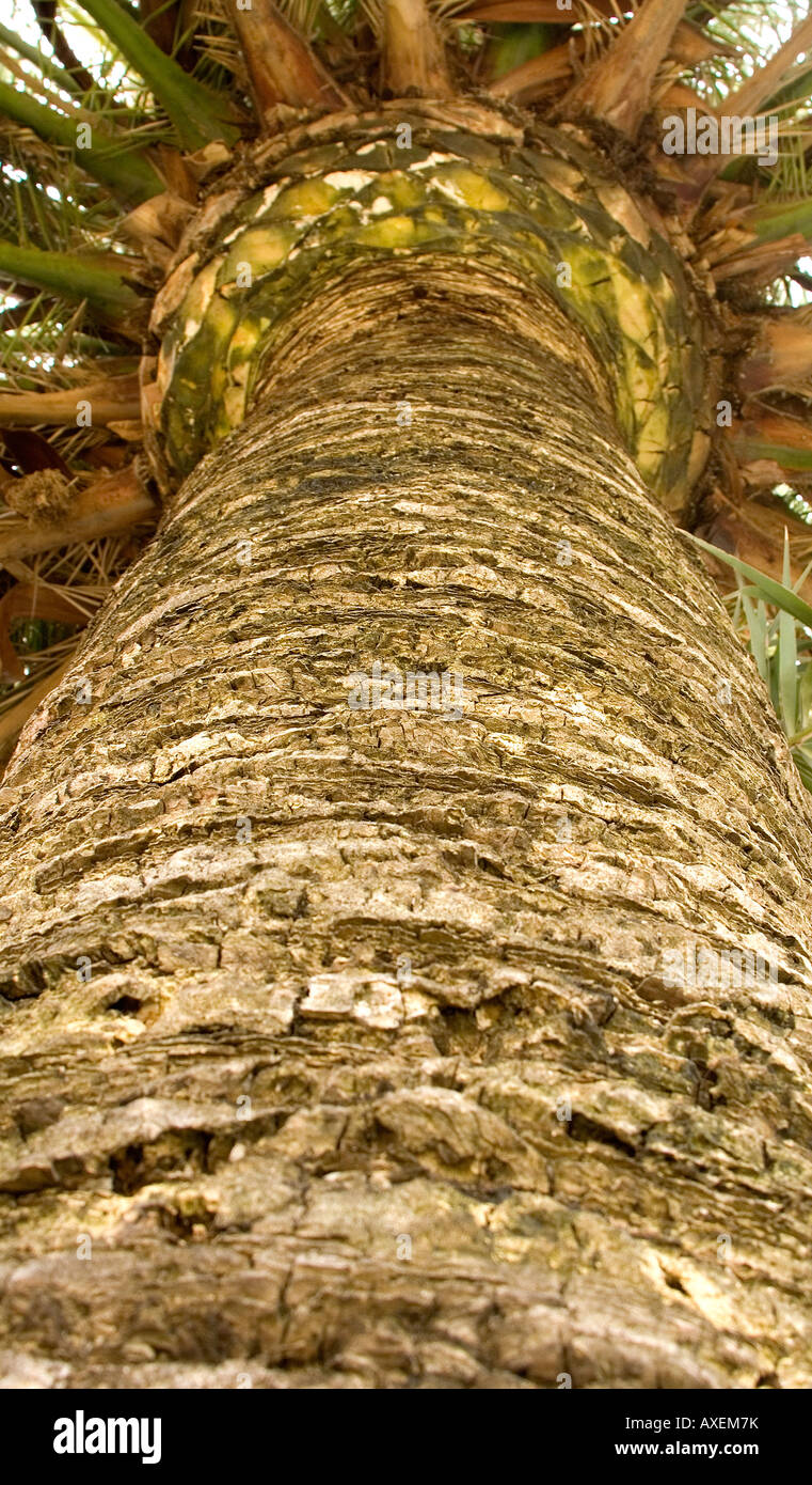 Palm tree trunk Stock Photo Alamy