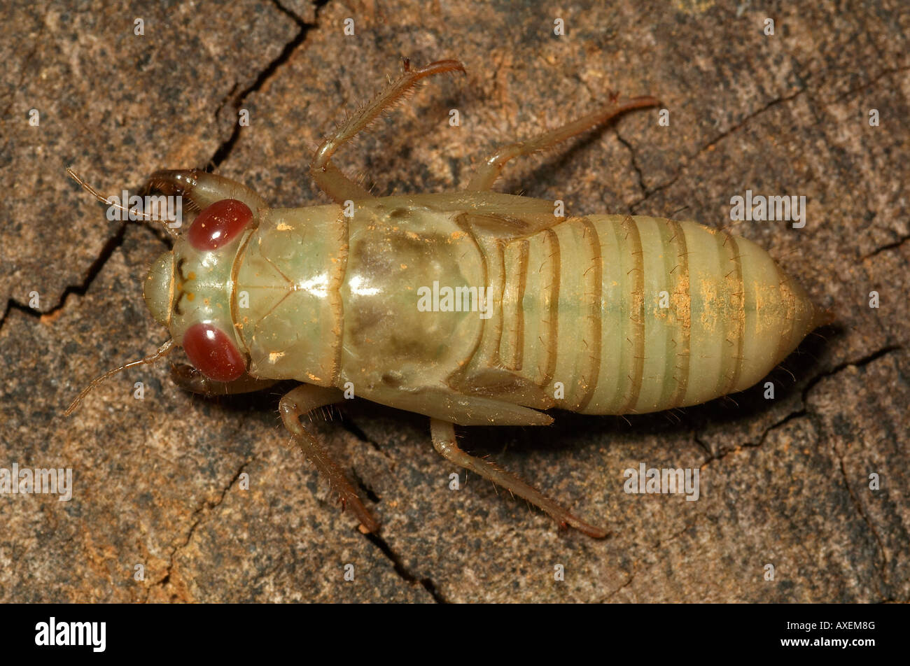 INSECT. Cicada nymph. Photographed in Agumbe, Karnataka, INDIA. Stock Photo