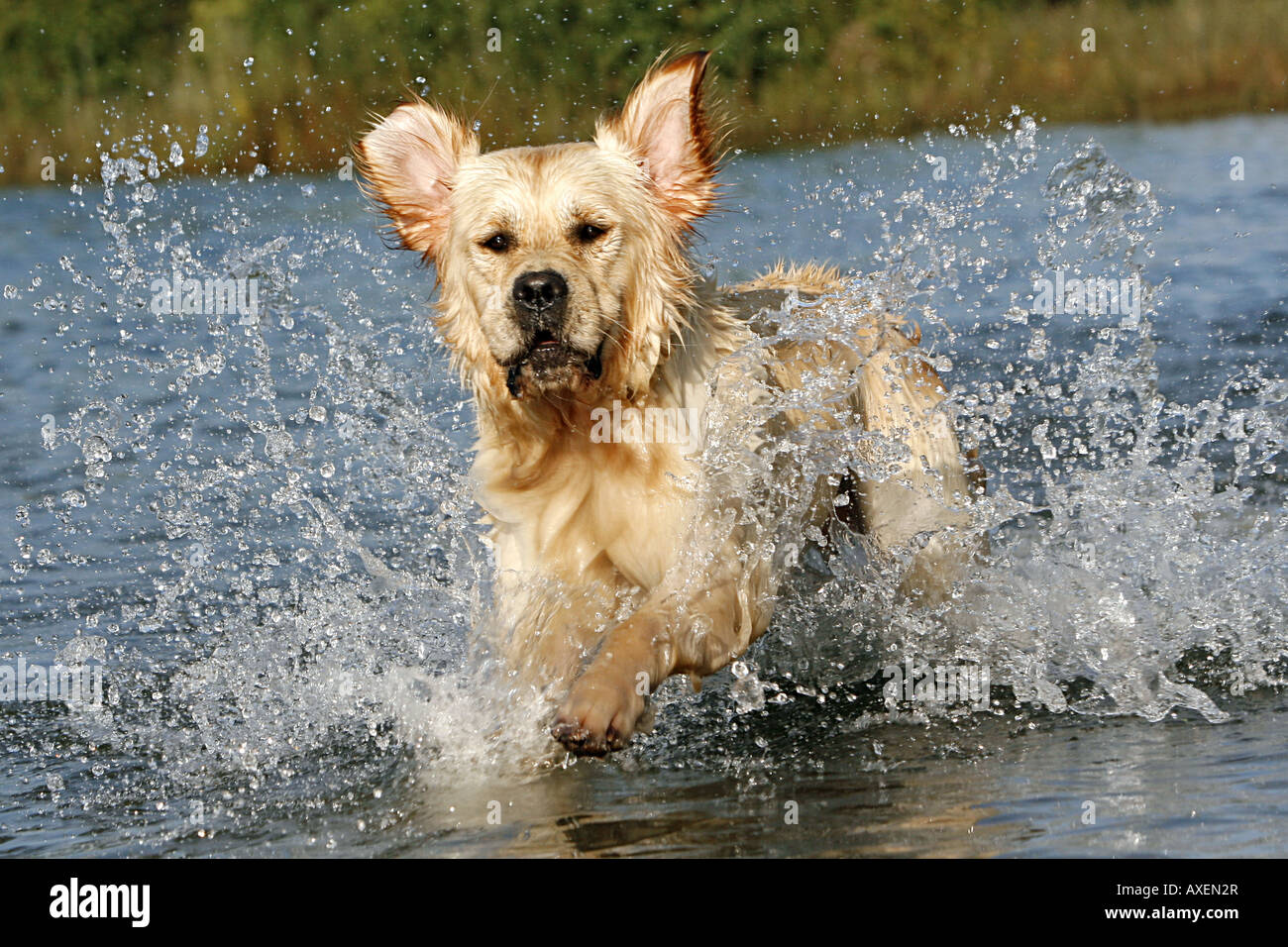 Golden Retriever - running in water Stock Photo - Alamy