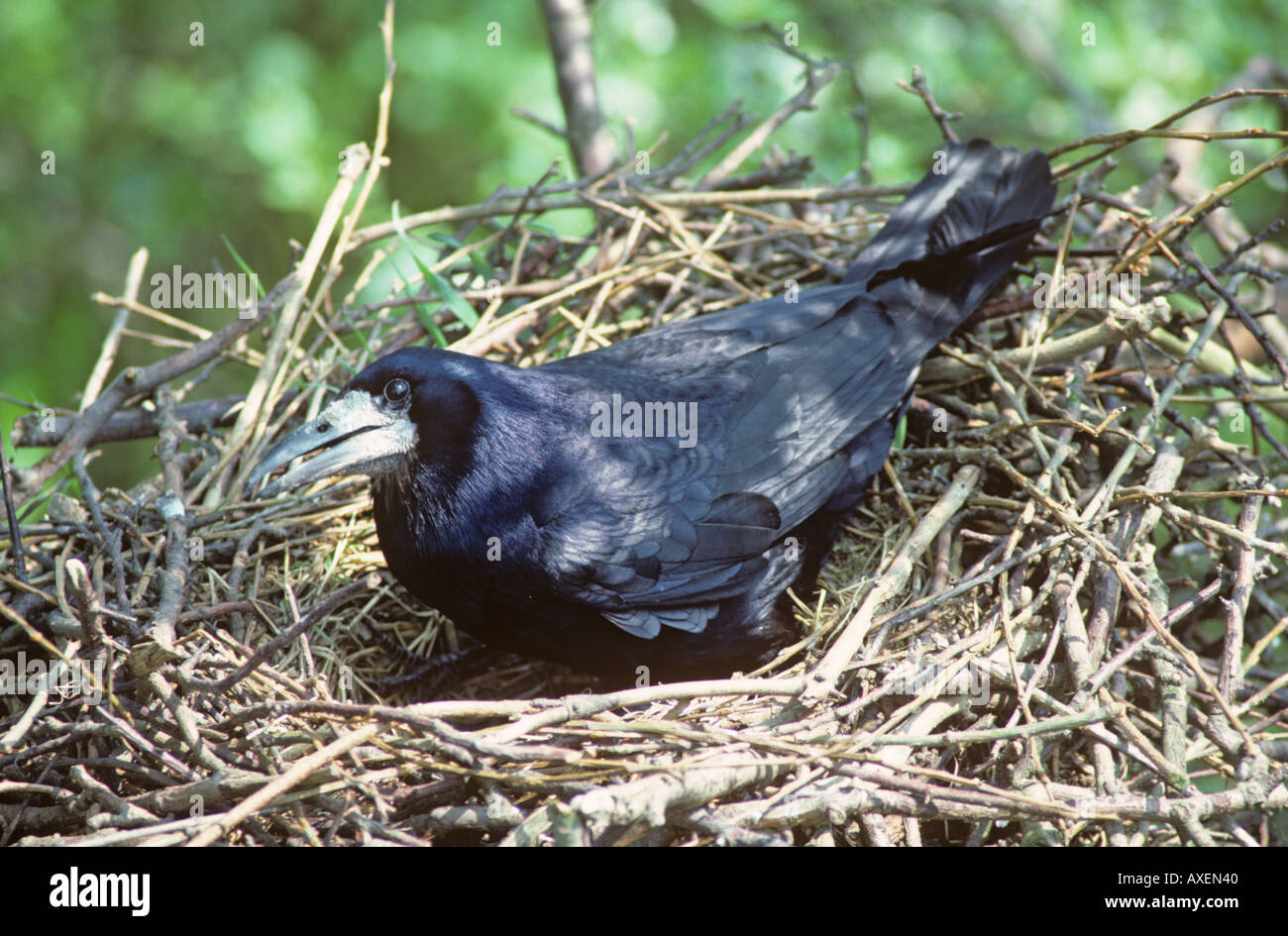 The Rooks (Corvus frugilegus) Information