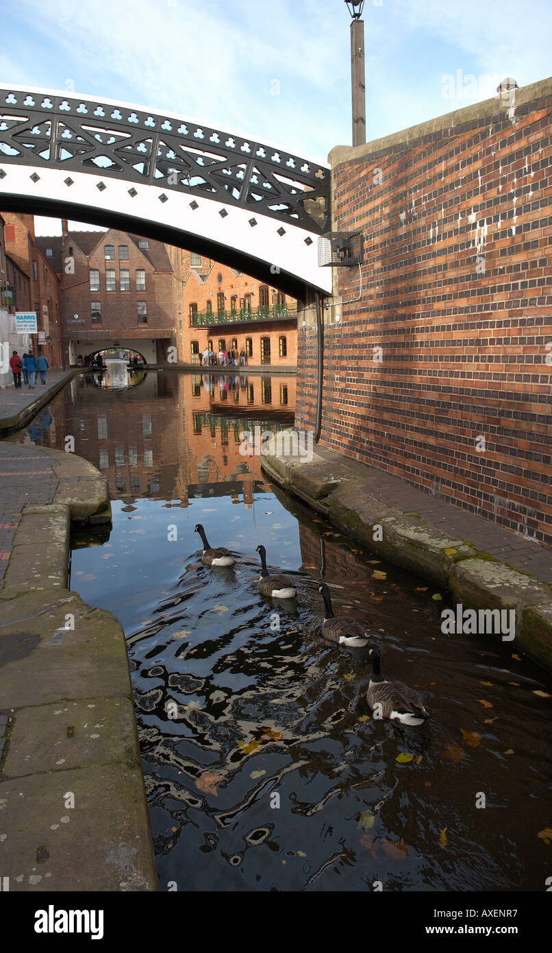 Four wild geese paddling in the Worcester and Birmingham Canal in Broad Street, central Birmingham, Midlands, UK Stock Photo