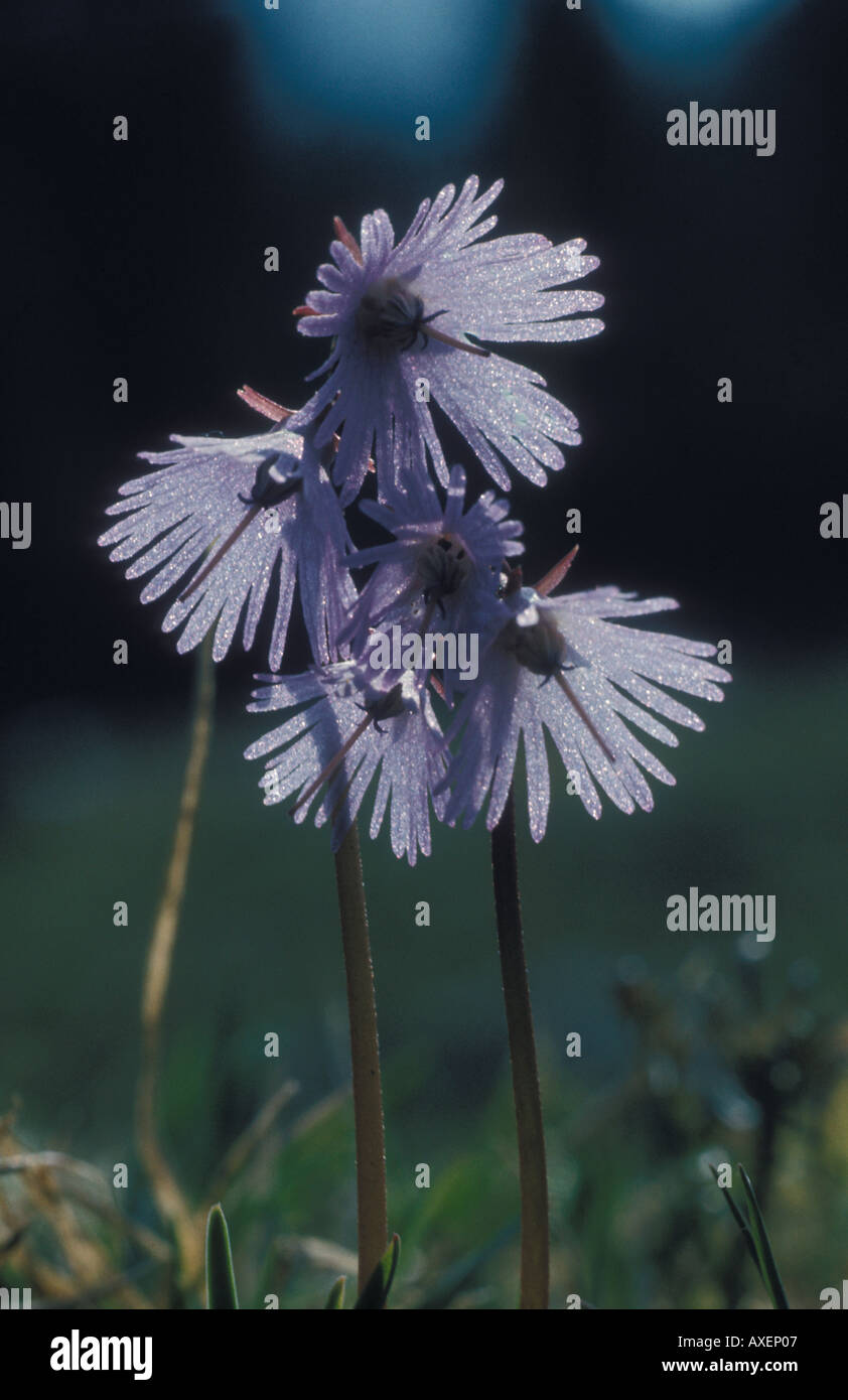 Flower Soldanella Alpina L Primulaceae Swiss Alps - 