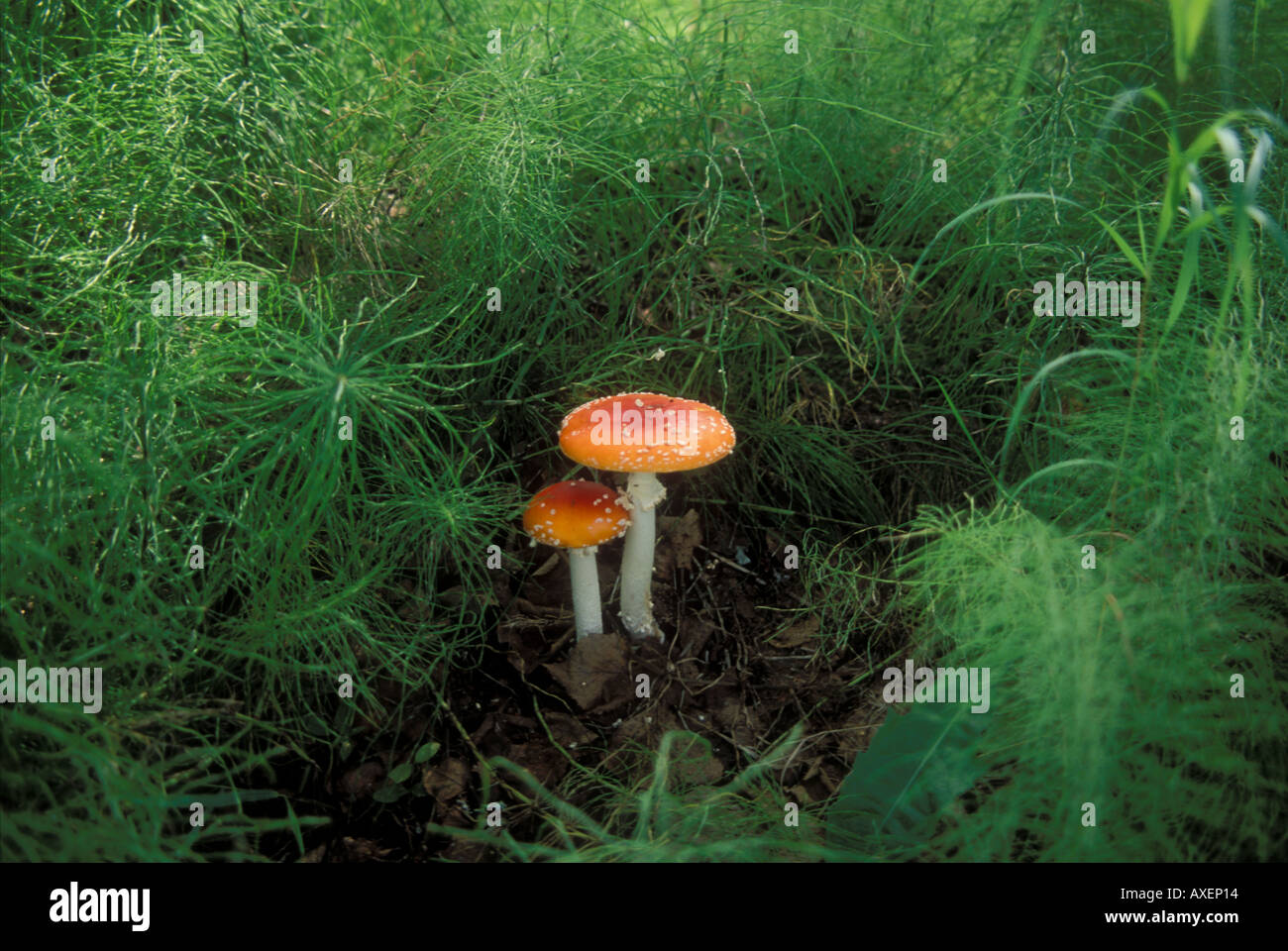 Horsetail mushroom hires stock photography and images Alamy
