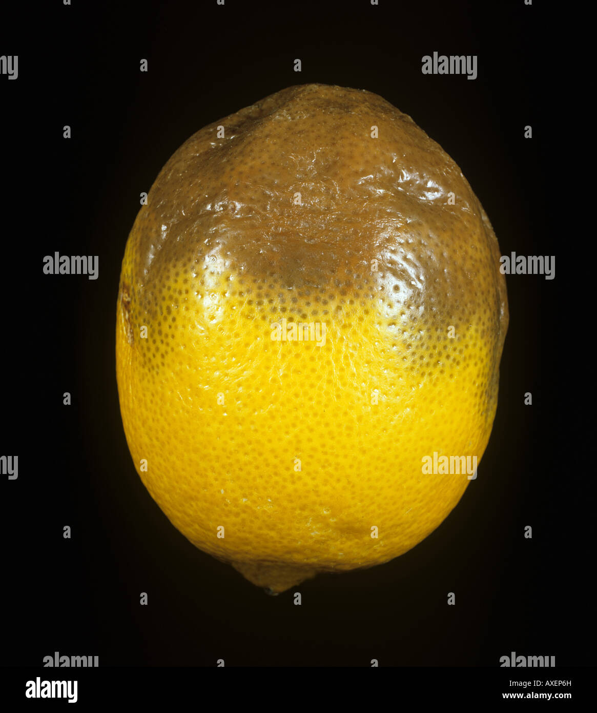 Stem end rot (Lasiodiplodia theobromae) in stored lemon fruit Stock Photo