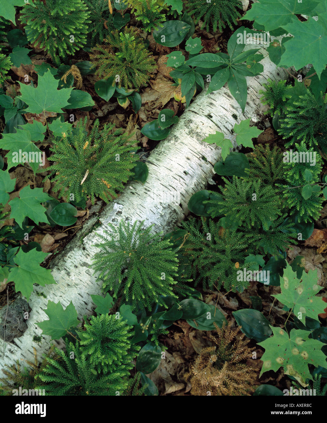 Leaf covered forest floor hi-res stock photography and images - Alamy