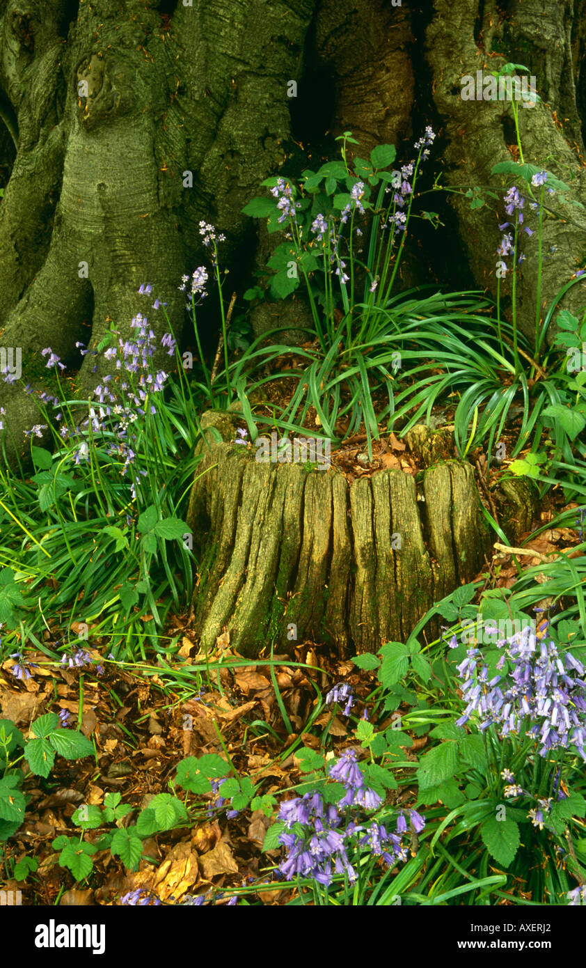 Caterham surrey uk hires stock photography and images Alamy