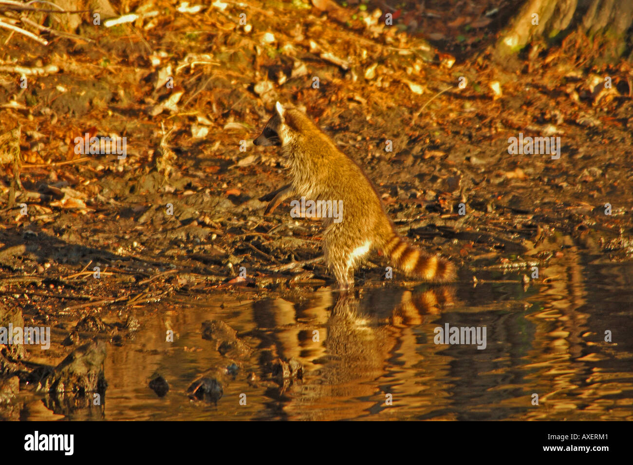 Raccoon standing on hind legs Stock Photo Alamy