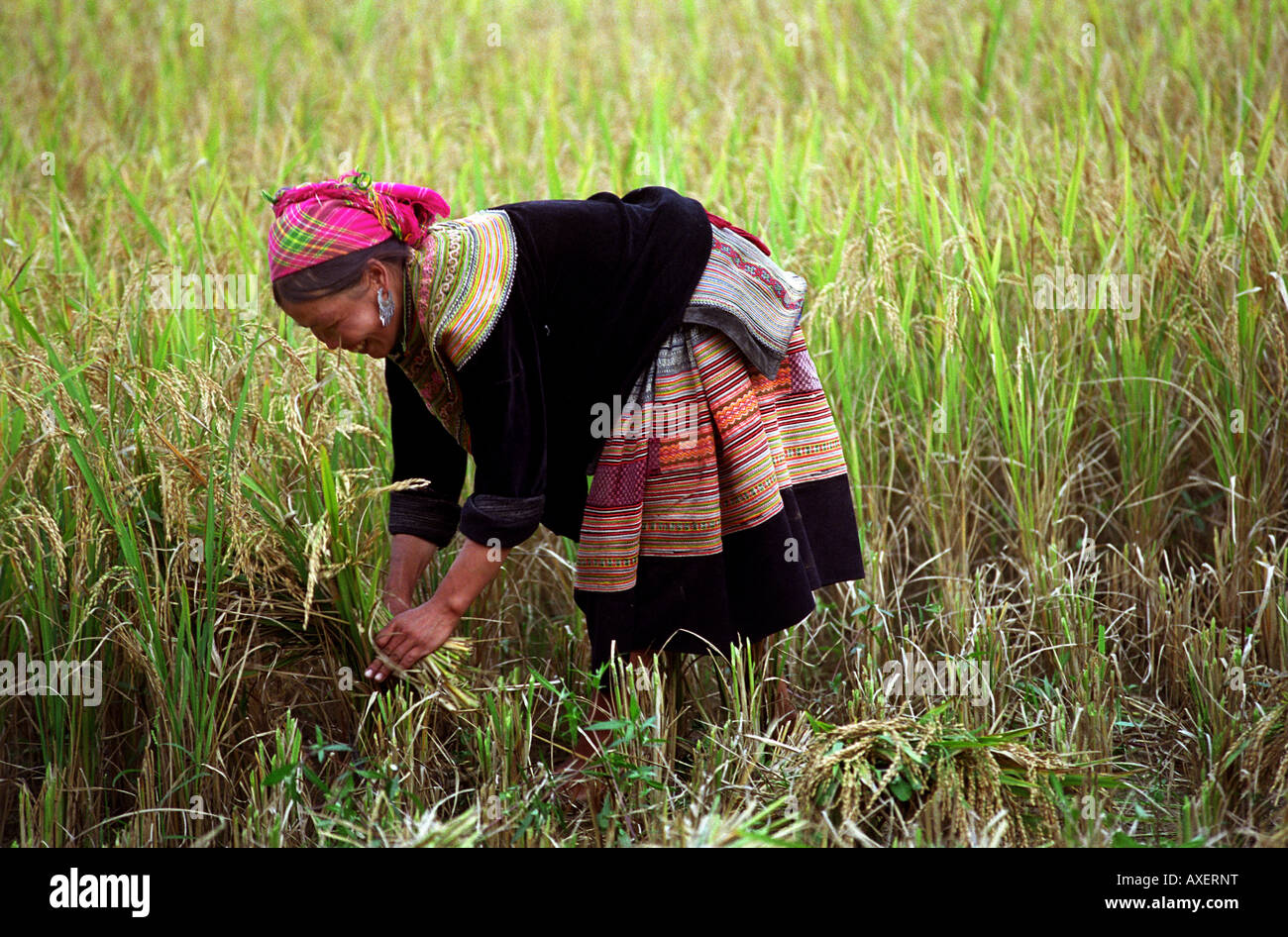 Rice harvest by a Flower Hmong woman in North Vietnam Stock Photo - Alamy