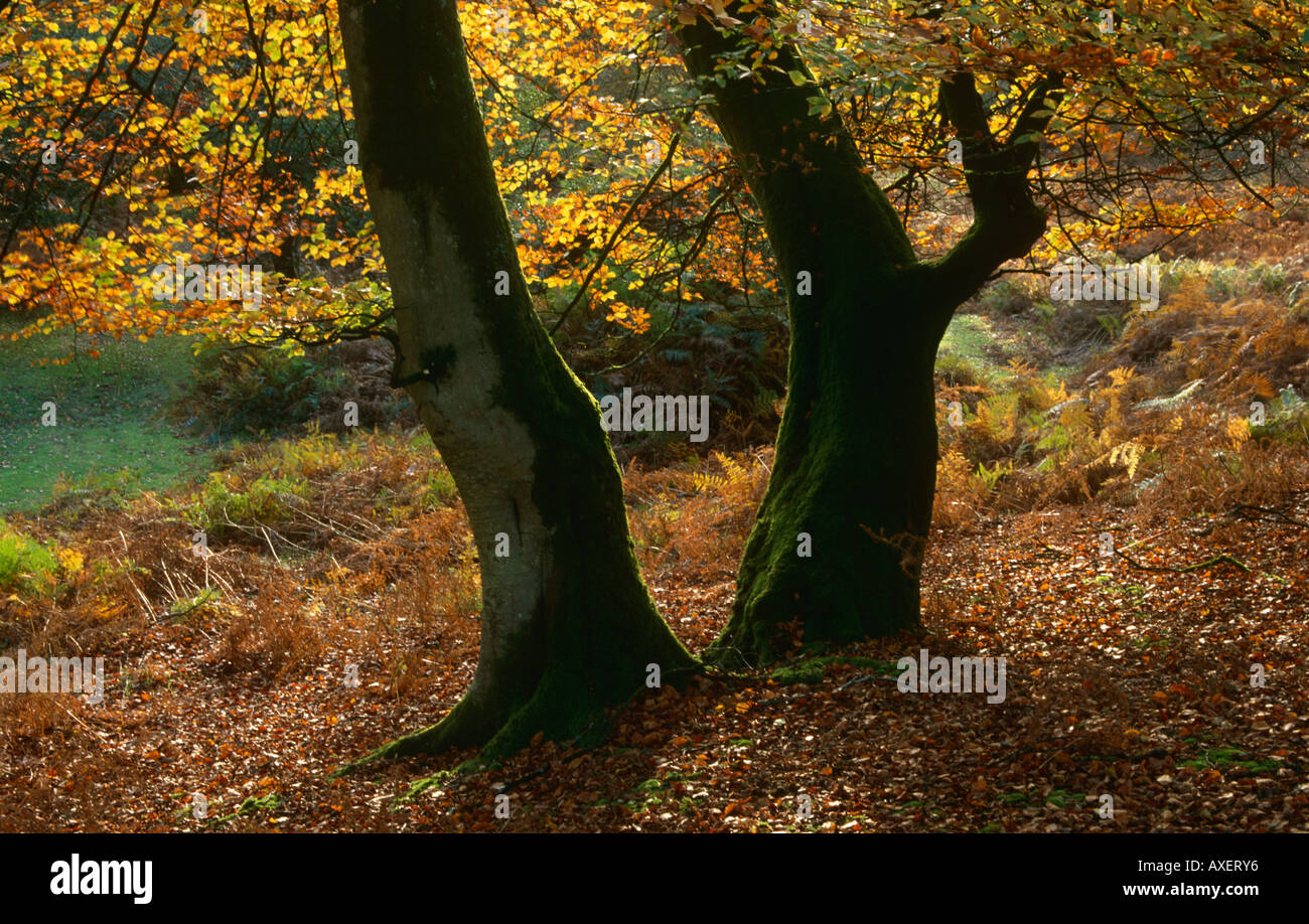 Autumn Beech Trees, Bolderwood Arboretum Ornamental Drive, near