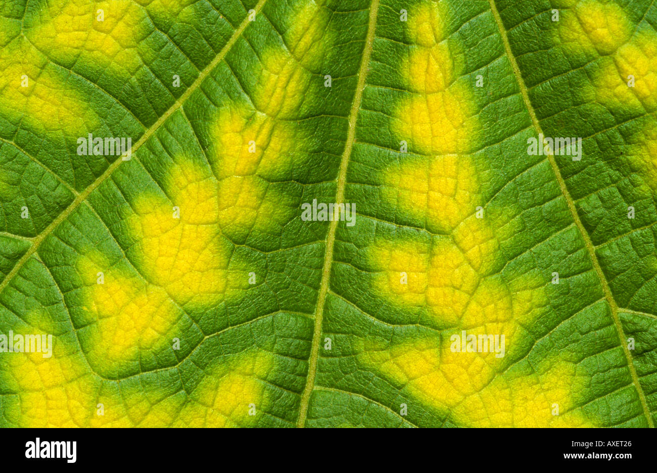 Hemp textures hi-res stock photography and images - Alamy