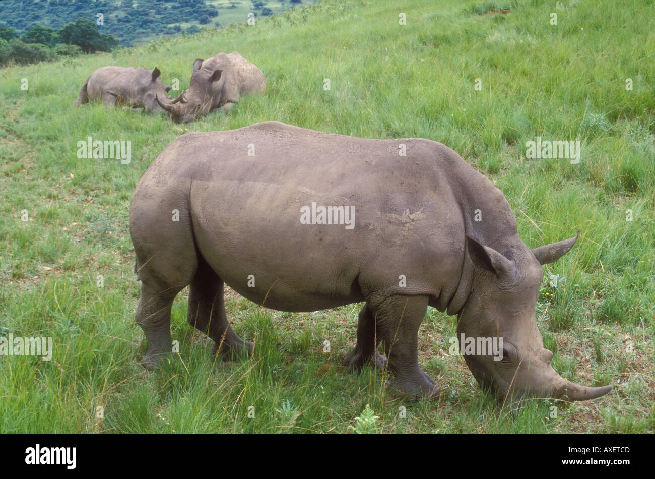 Female and two young white rhinos, Inkwenkwezi, South Africa Stock Photo