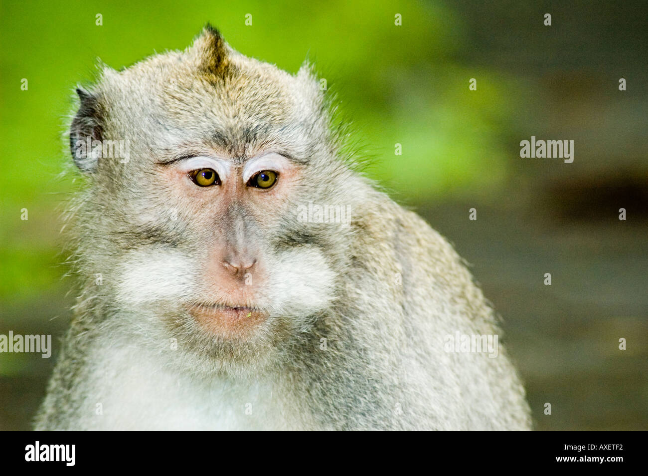 A monkey helped harvest and husking the coconut. Long-tailed monkeys or  long-tailed macaque in Pariaman, not just animals that live in the wild,  but these monkeys are also utilized by the local