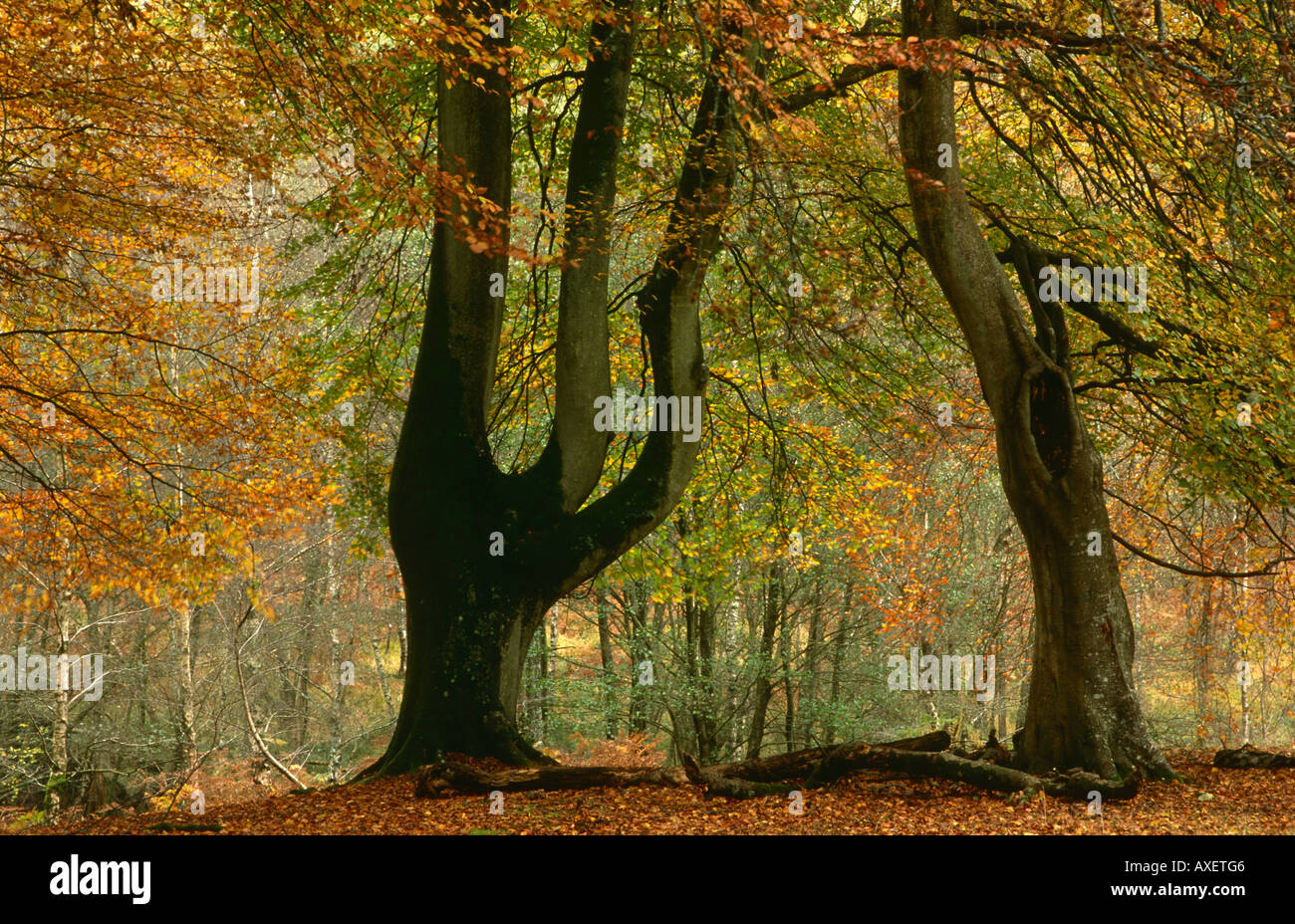 Autumn Beech Trees, Bolderwood Arboretum Ornamental Drive, near
