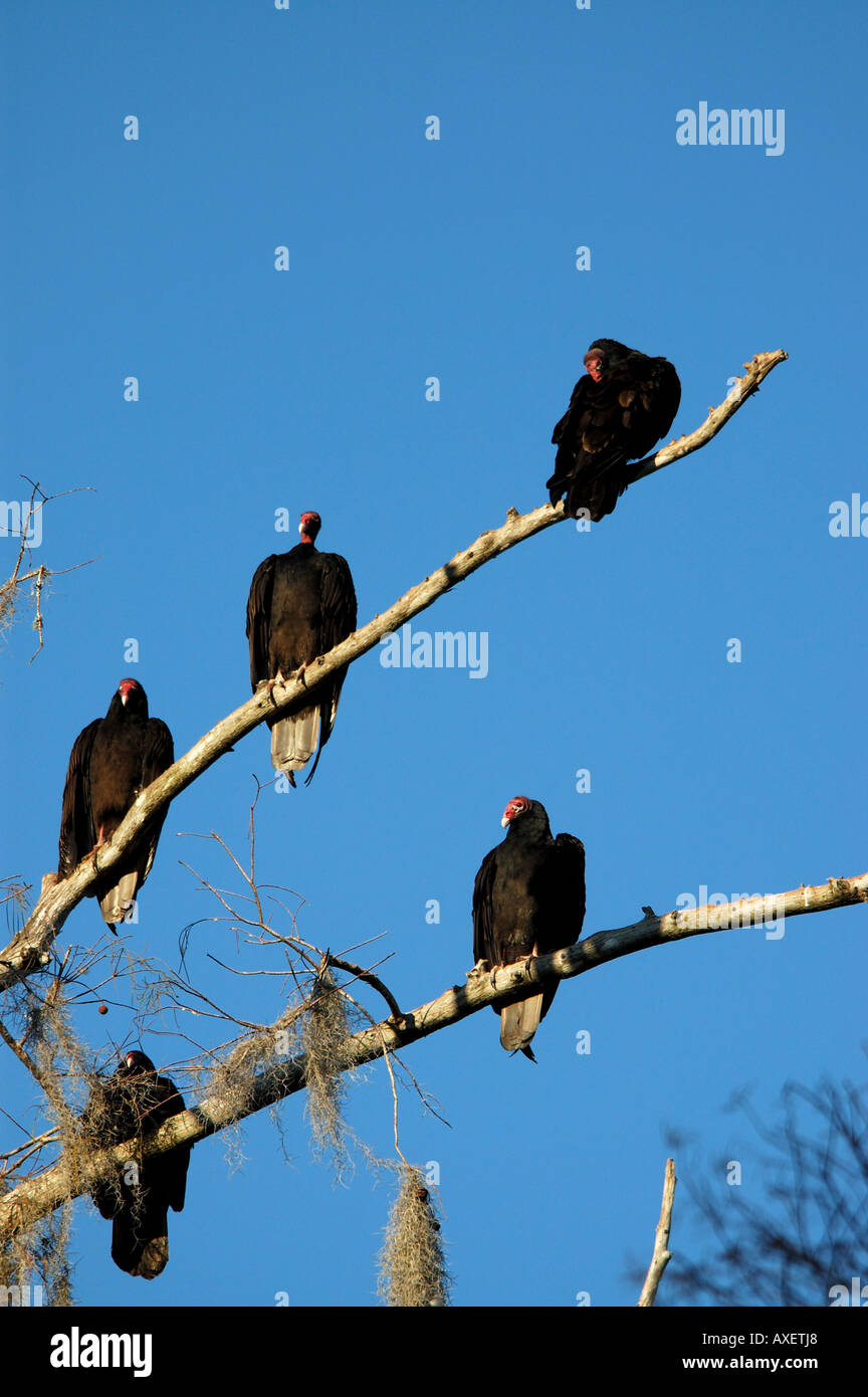 Scavenger bird turkey vulture vultures Stock Photo Alamy