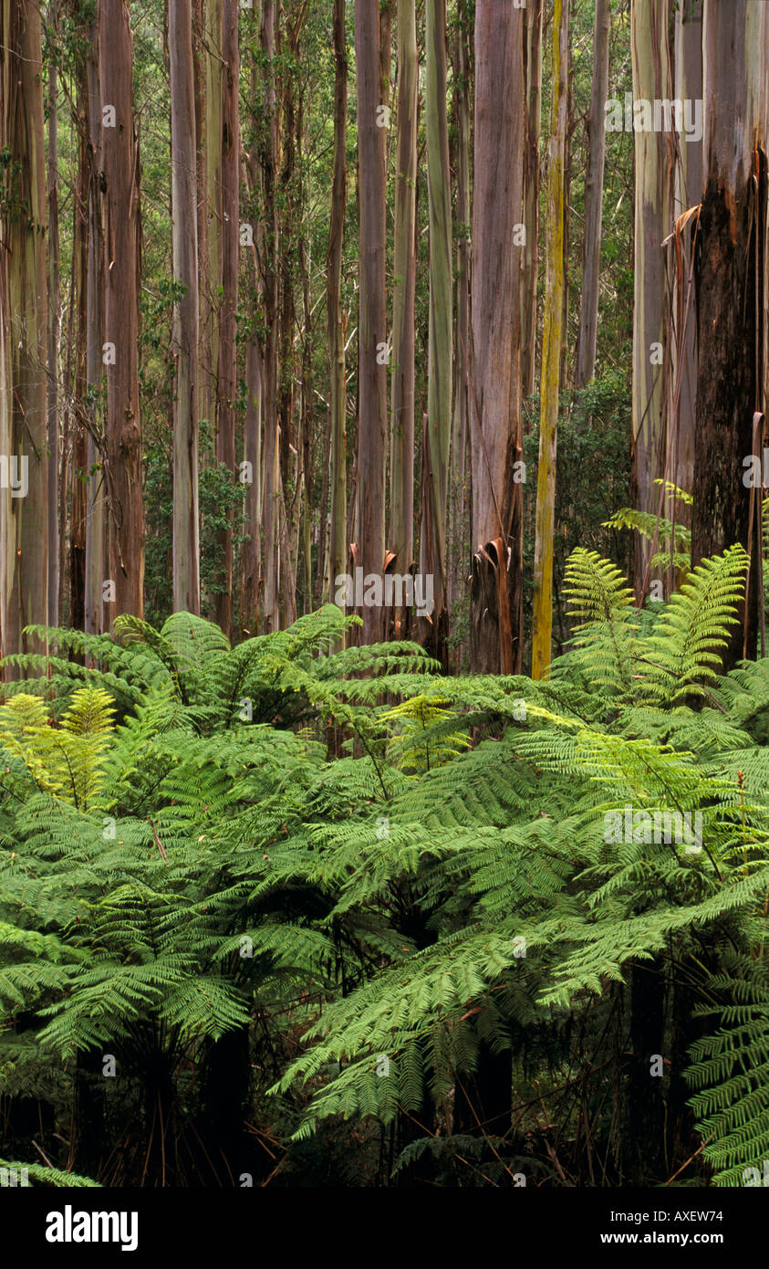 Tree ferns and Mountain Ash trees Dandenong Ranges Victoria Australia vertical Eucalyptus regnans Dicksonia Stock Photo