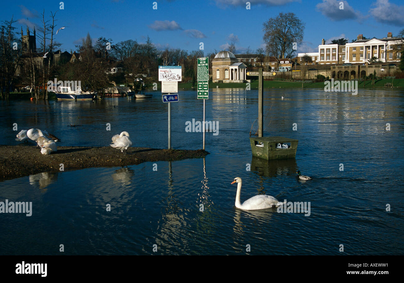 View with Swan across the River Thames, to Garrick's House & Temple on