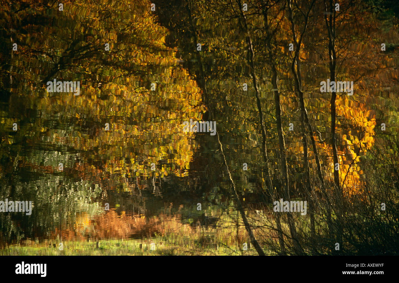 Reflections of Autumn Trees, in Mill Pond, Friday Street, Abinger ...