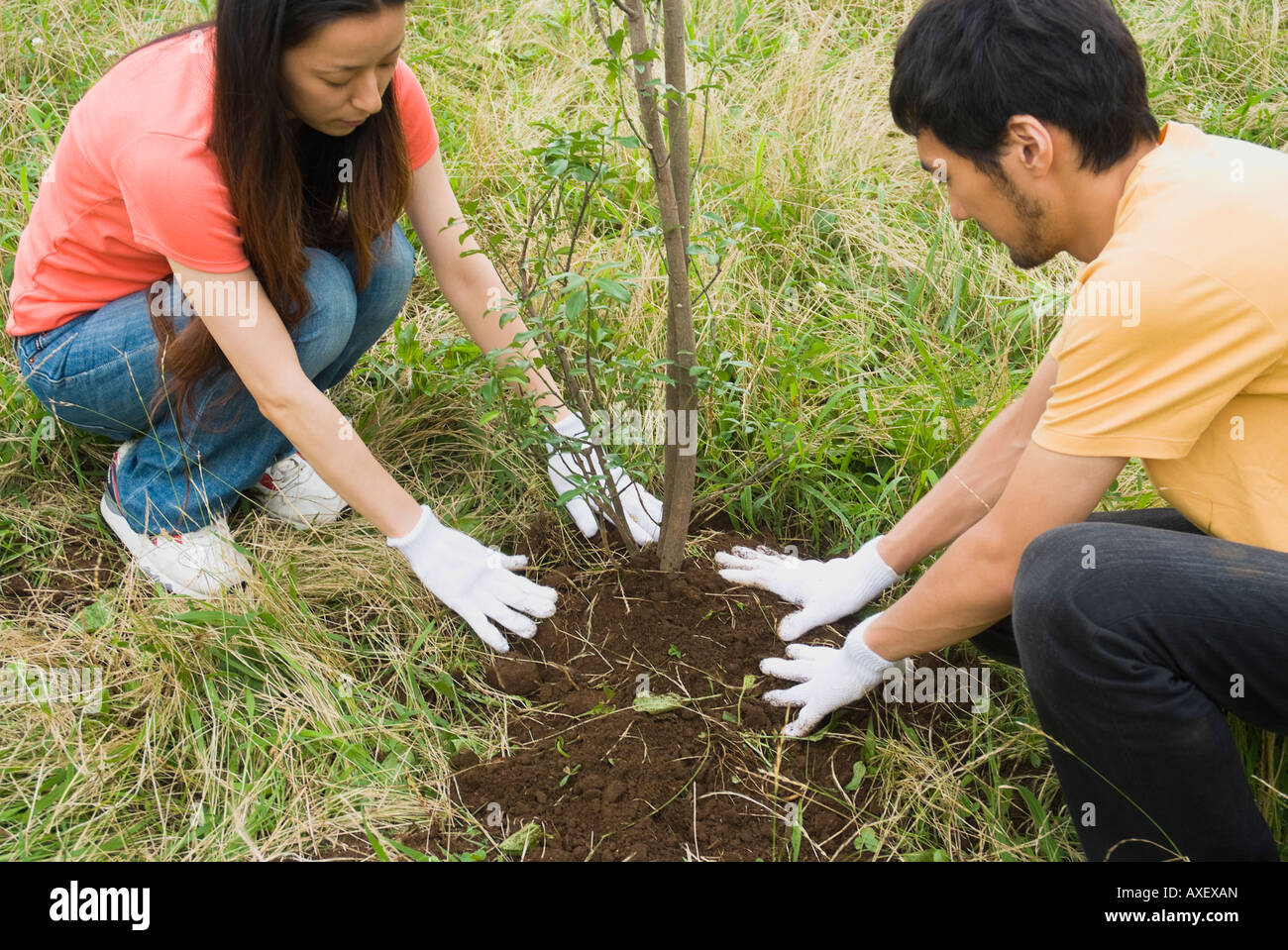 Пара посадила деревья. Пара сажает дерево. Посадка дерева с азиатскими лицами. Посадка дерева на свадьбе. Посадка дерева муж и жена.