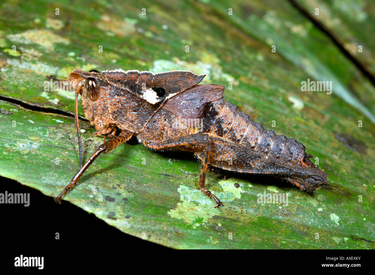 Grasshopper in the rainforest understory Stock Photo